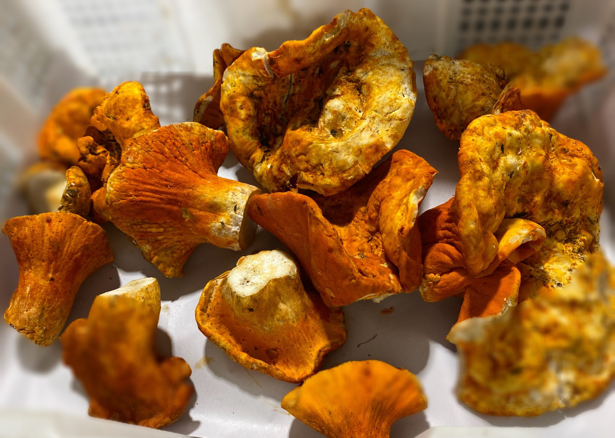 Lobster Mushrooms – Sunway Specialty Commodities Ltd.